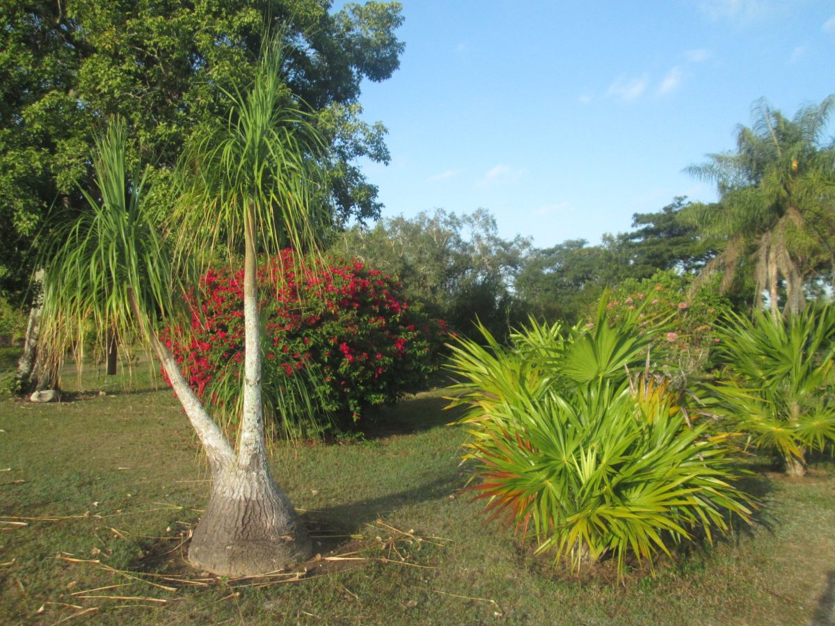 El Jardín Botánico de Pinar del Río