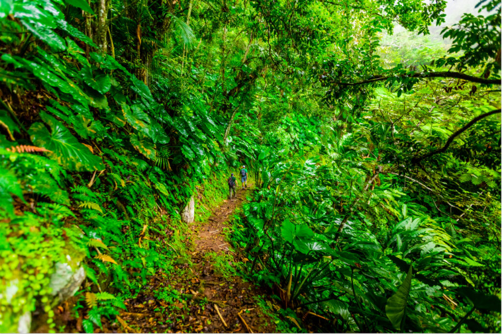 Sandy Cruz Trail